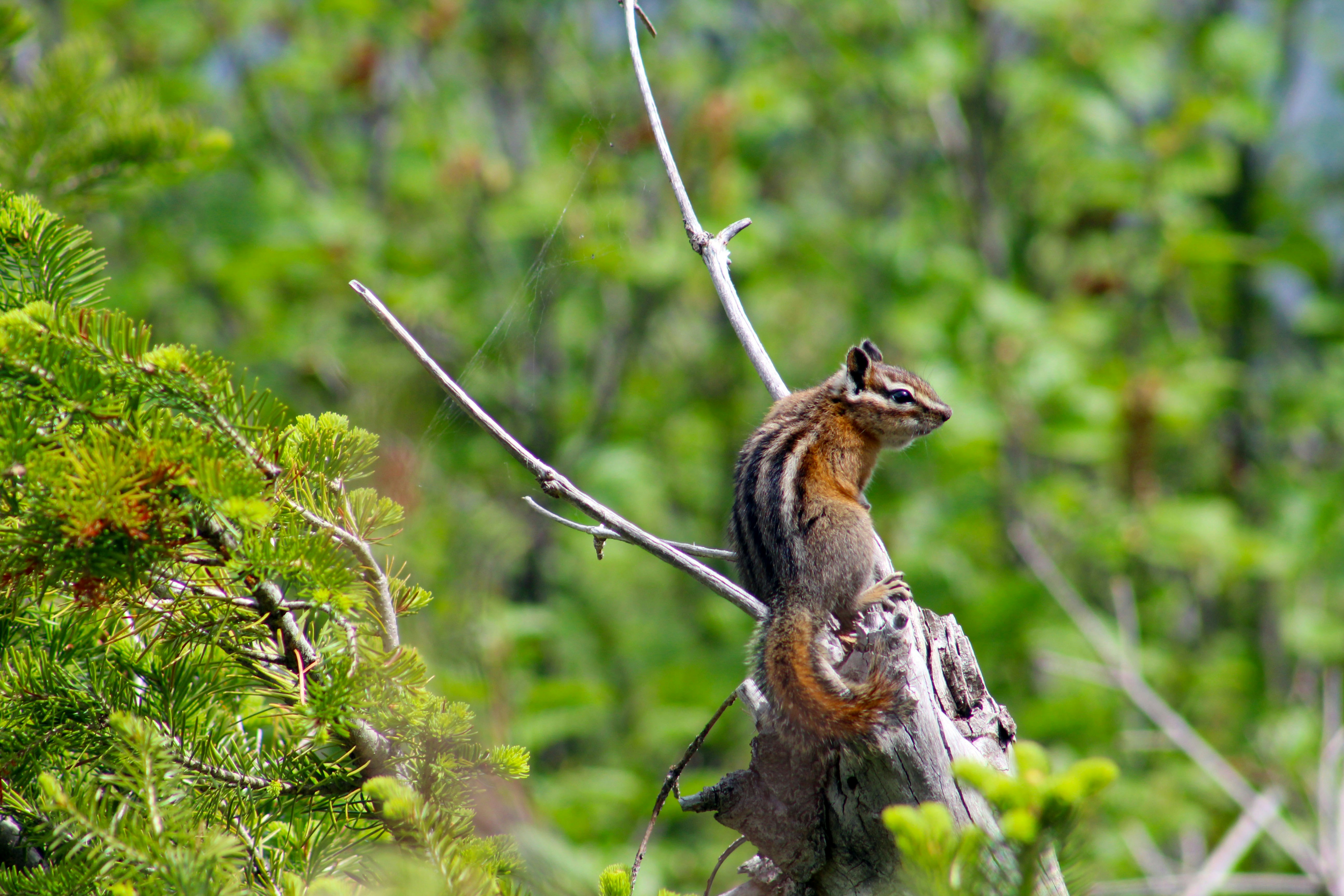 brown and black animal on branch glacier national park teams background