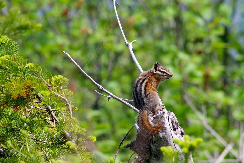 brown and black animal on branch
