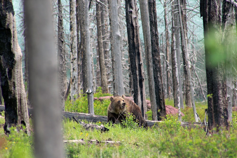 brown bear near tree