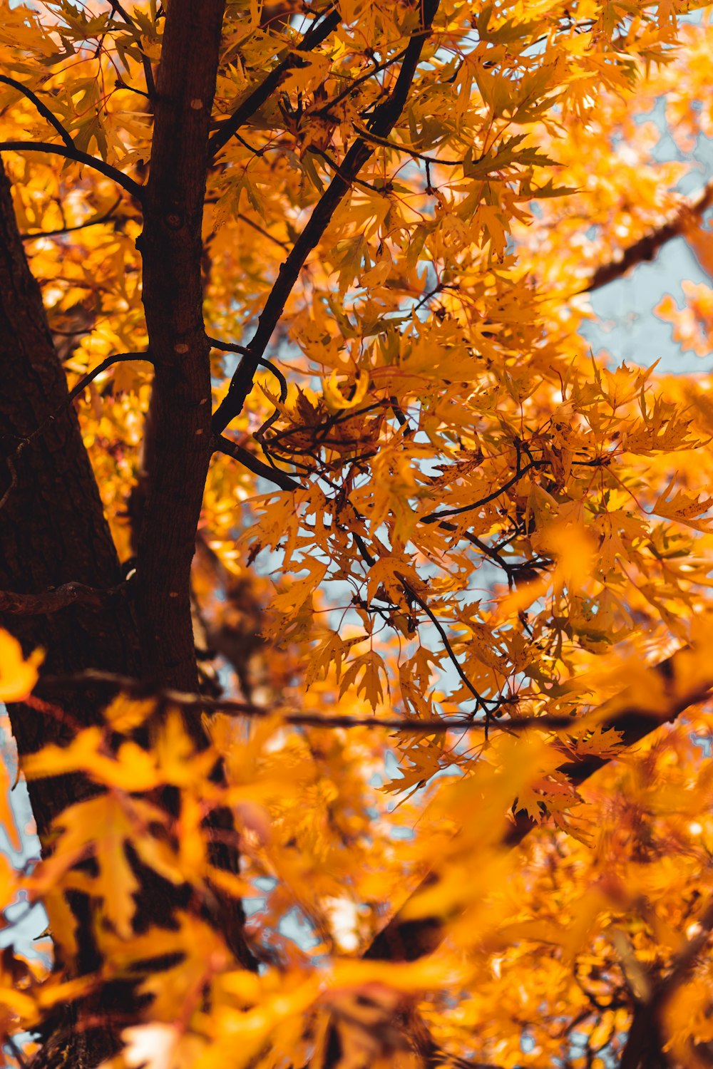 yellow-leafed tree