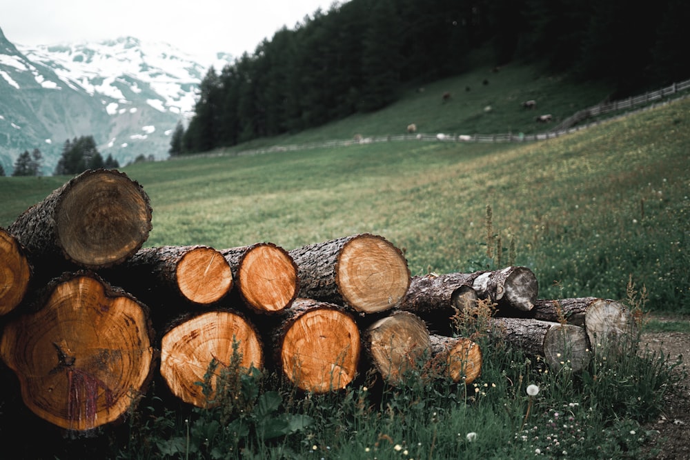 pile of logs on grass field