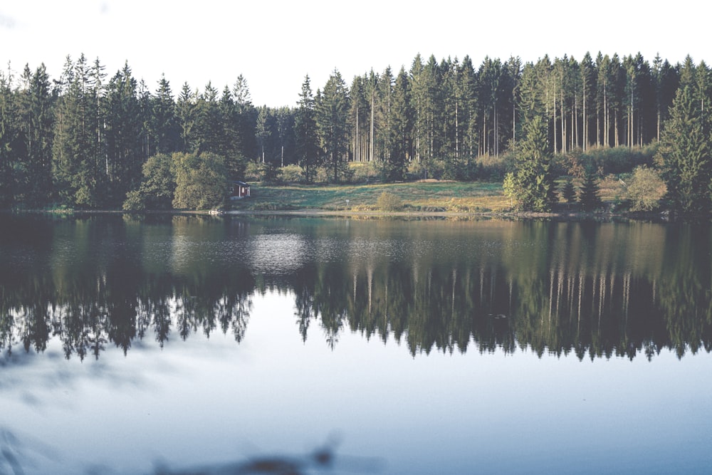 calm body of water surrounded with trees during daytime