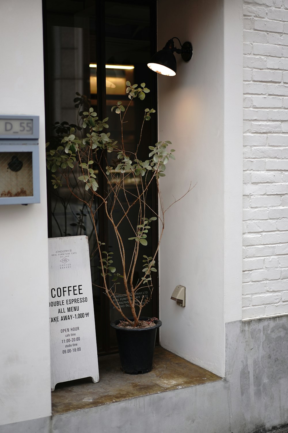 plant on pot beside wall