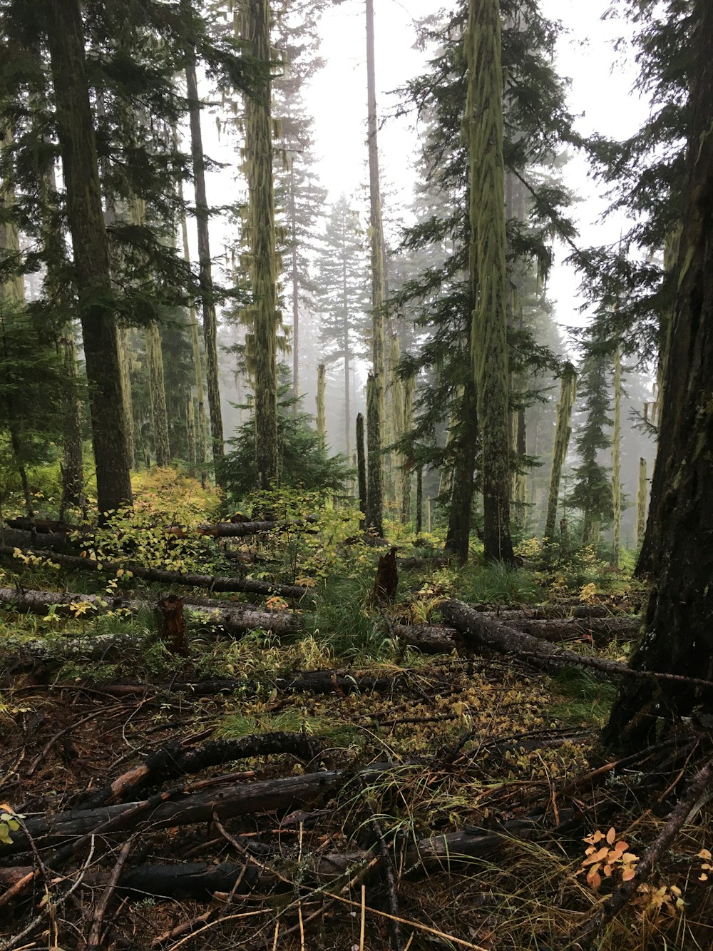 green pine trees