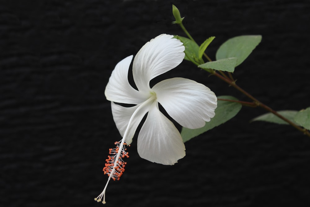 photo of white flower