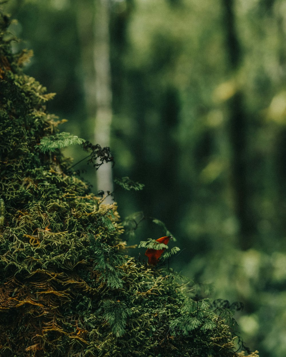 selective focus photography of green-leafed plants