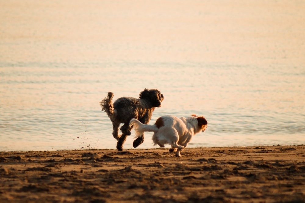 two dogs running on beach