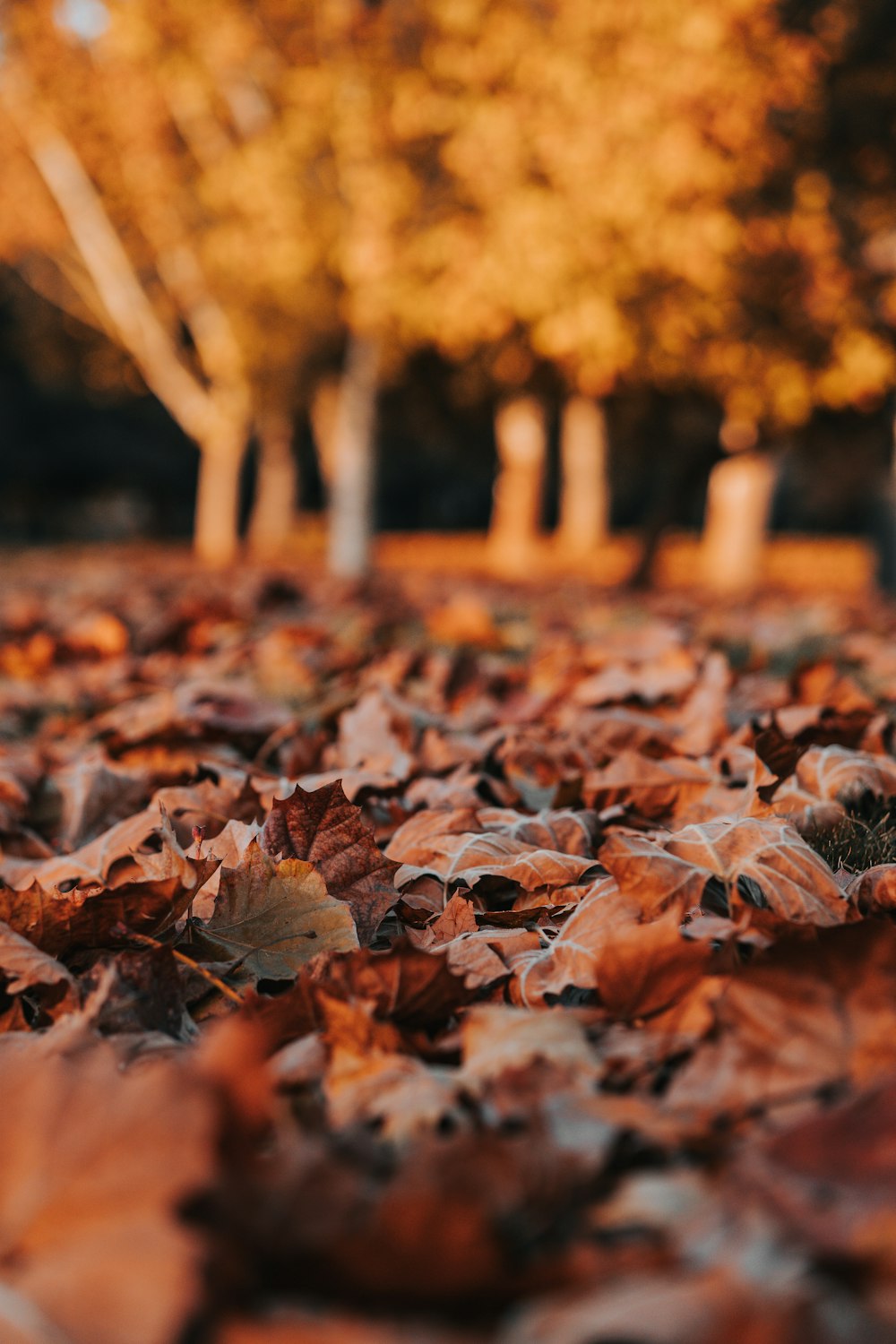 brown leaf lot on ground