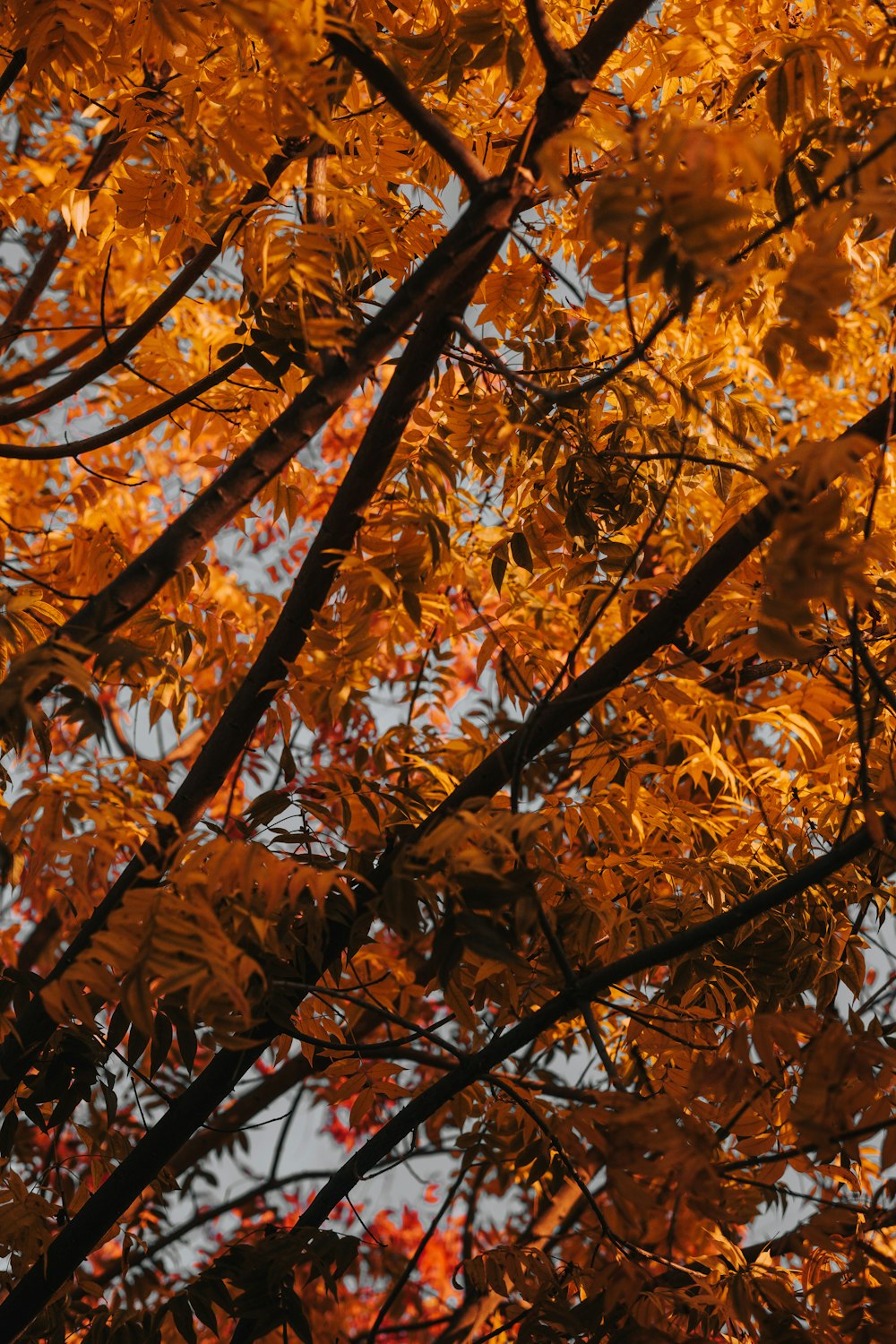 brown-leafed tree during daytime