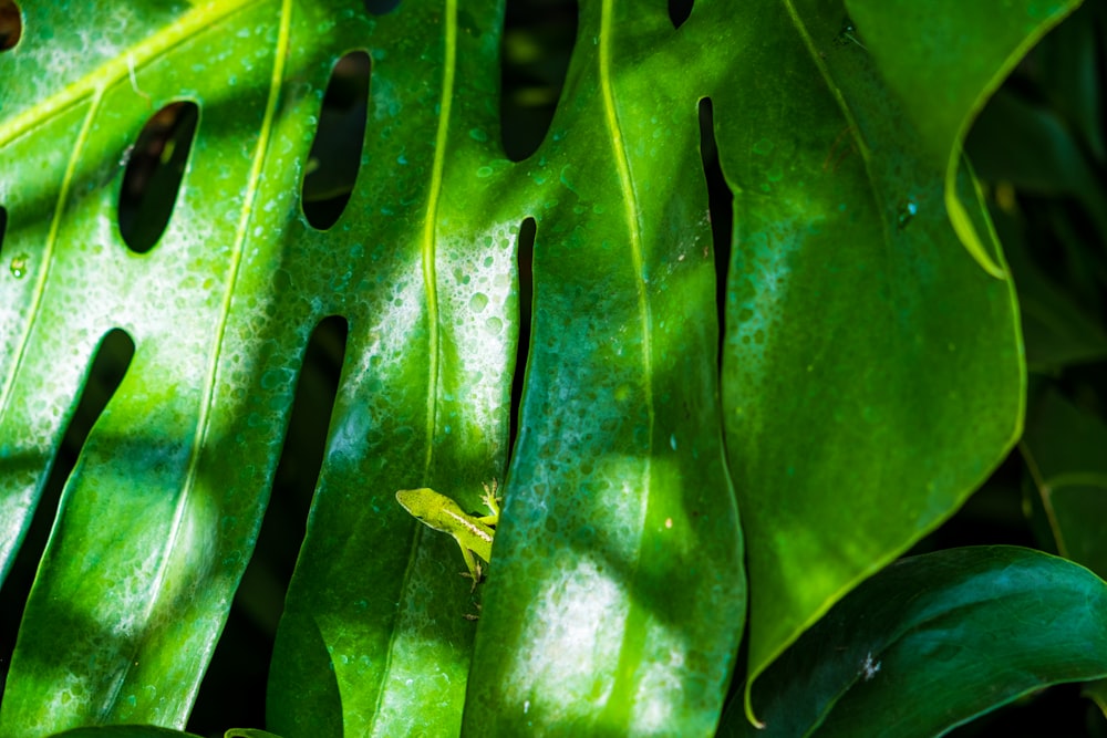 green leaf plant