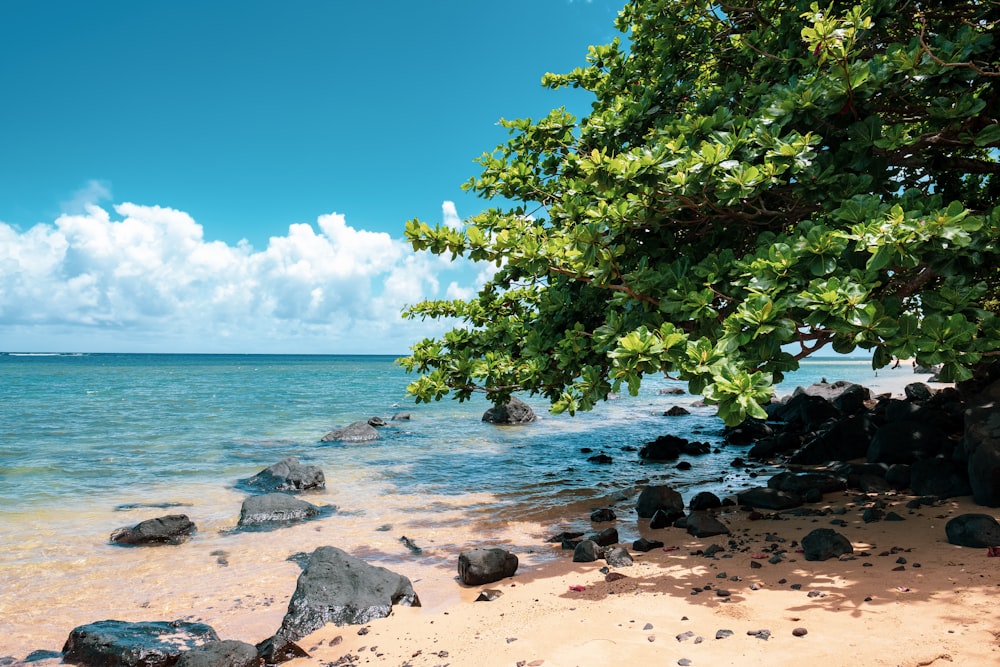 seashore during daytime