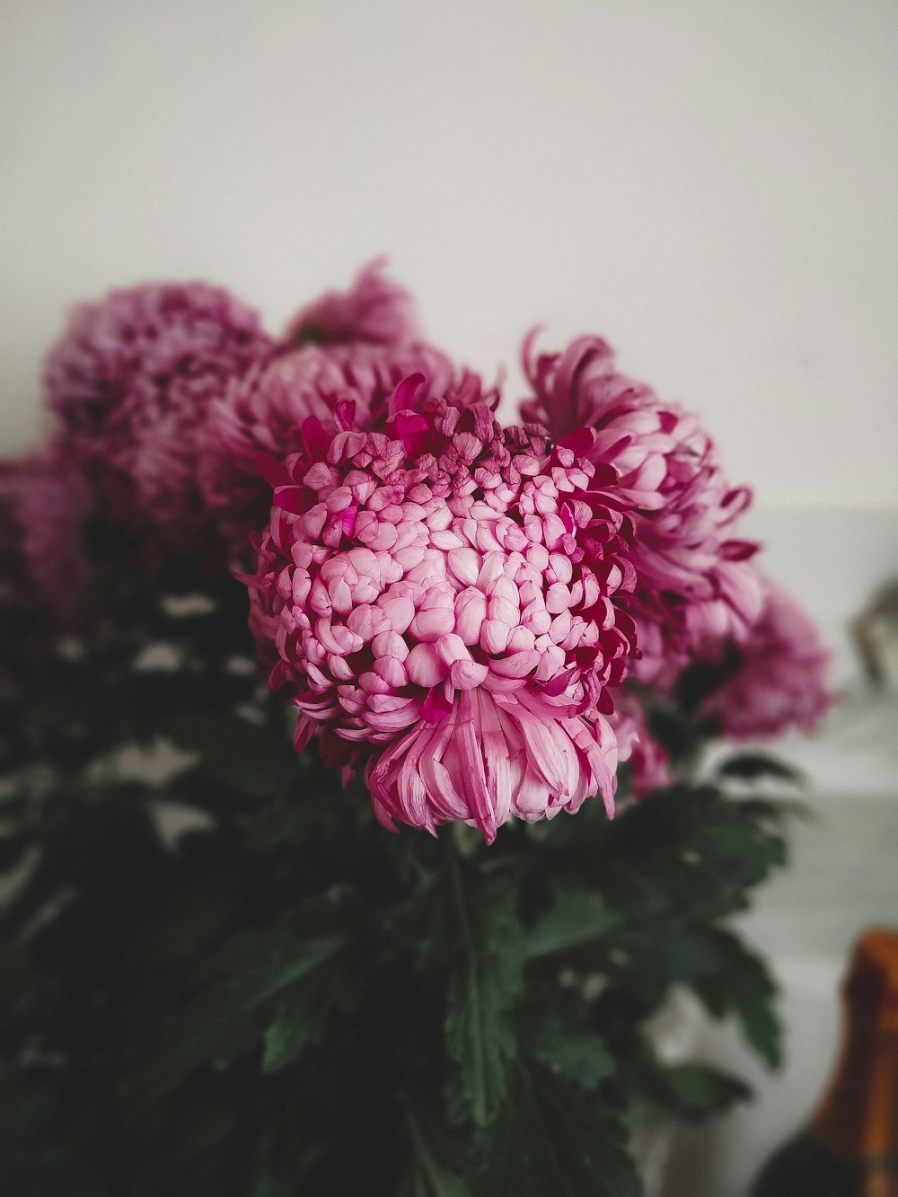 purple Carnation flowers