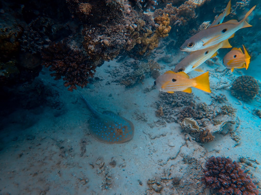 fishes underwater