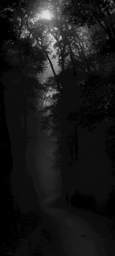 A dimly lit forest path shrouded in mist, hinting at the game's haunting atmosphere.