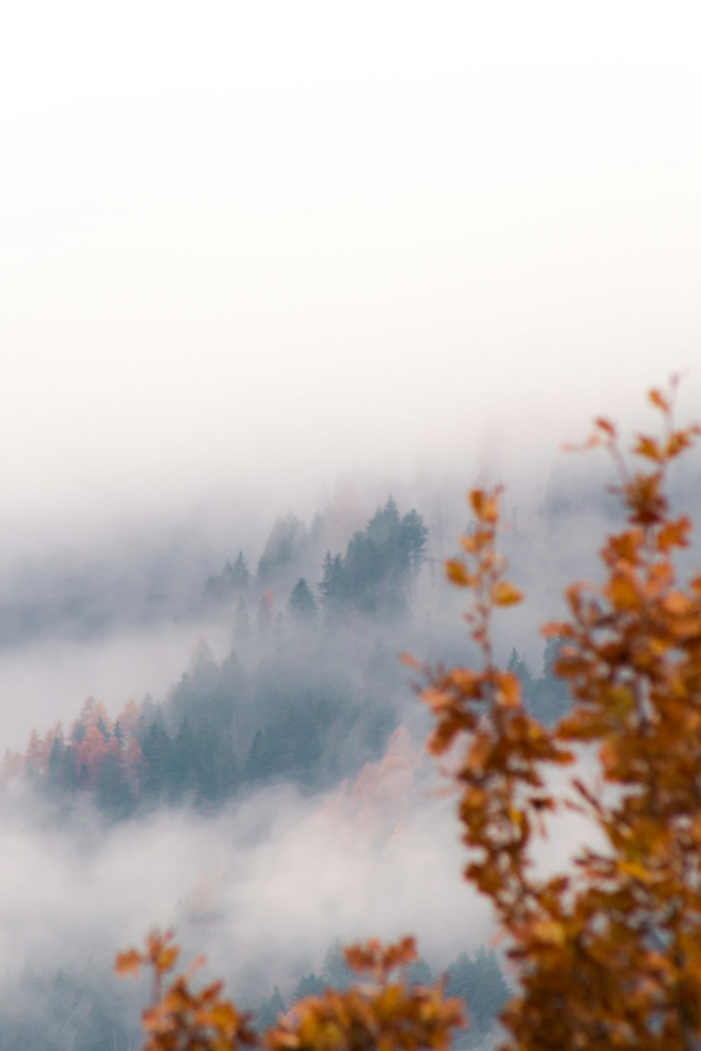 brown leaf tree near mountain