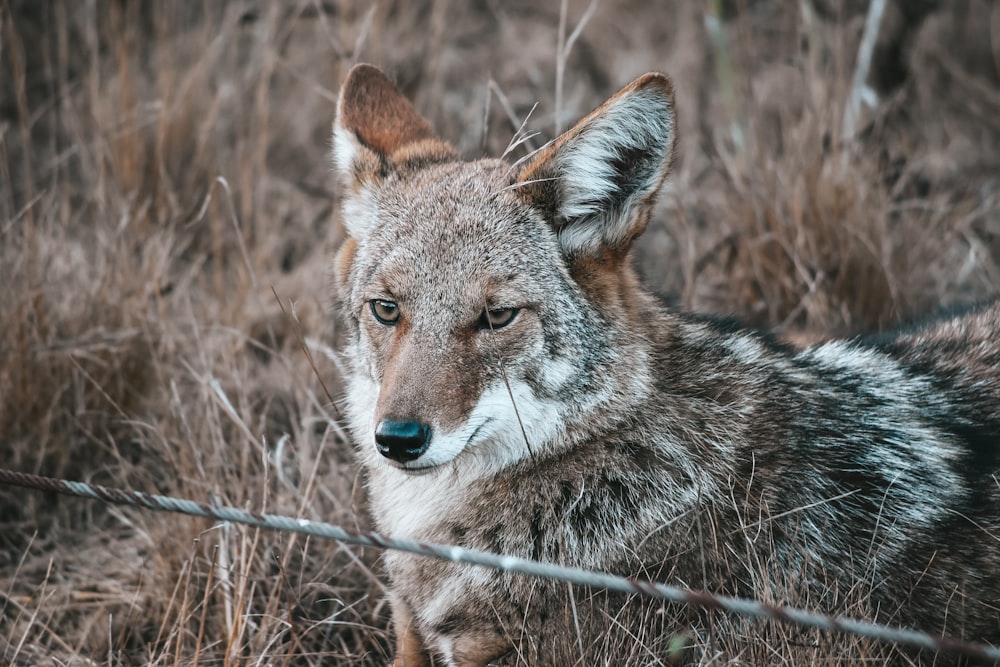 selective focus photography of gray and white wolf during daytime