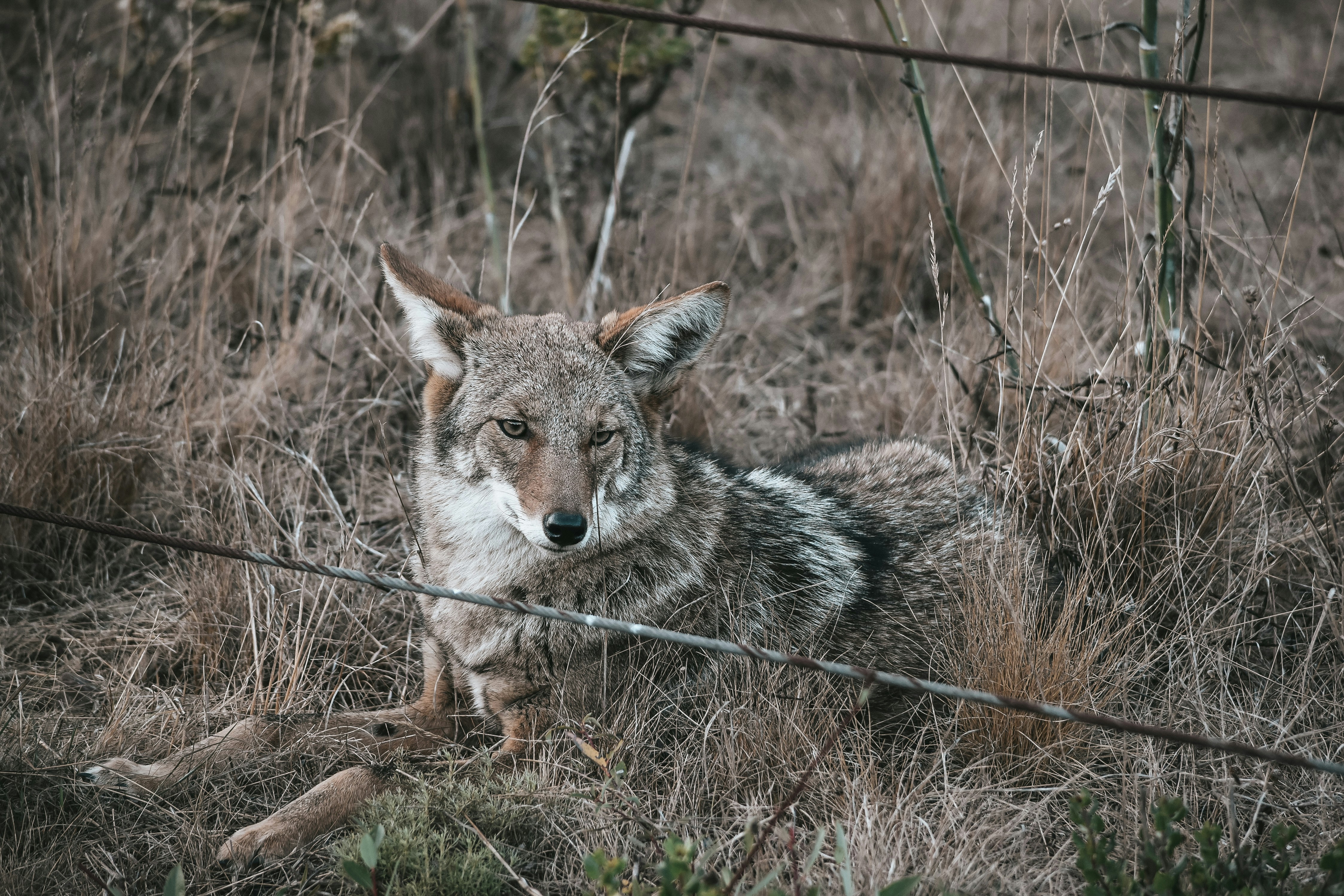 volpe marrone a terra