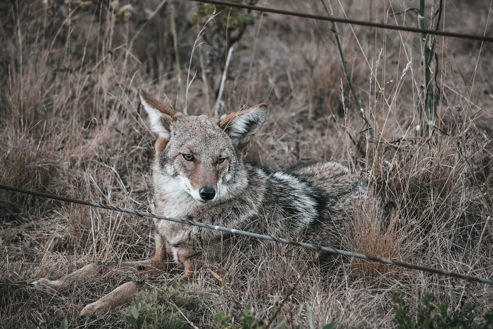 brown fox on ground