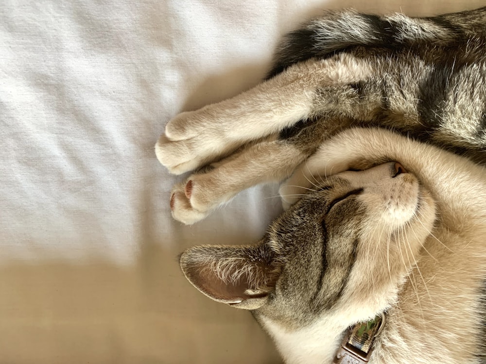 gray tabby cat on white linen