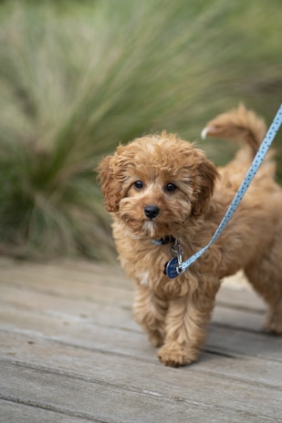 dogAdvisor | dog Advisor | dogadvisor.dog | dog Advisor
