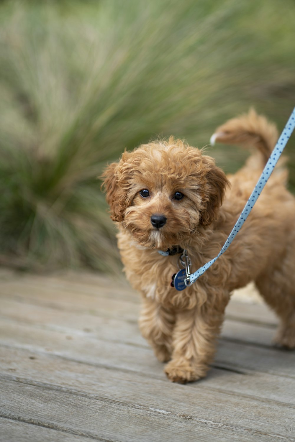 草むらの近くのショートコートの茶色の犬