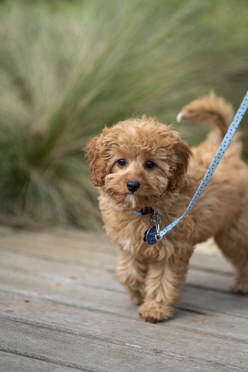 Expert Pet Sitter in Burlington County NJ | Sileo Pet Services