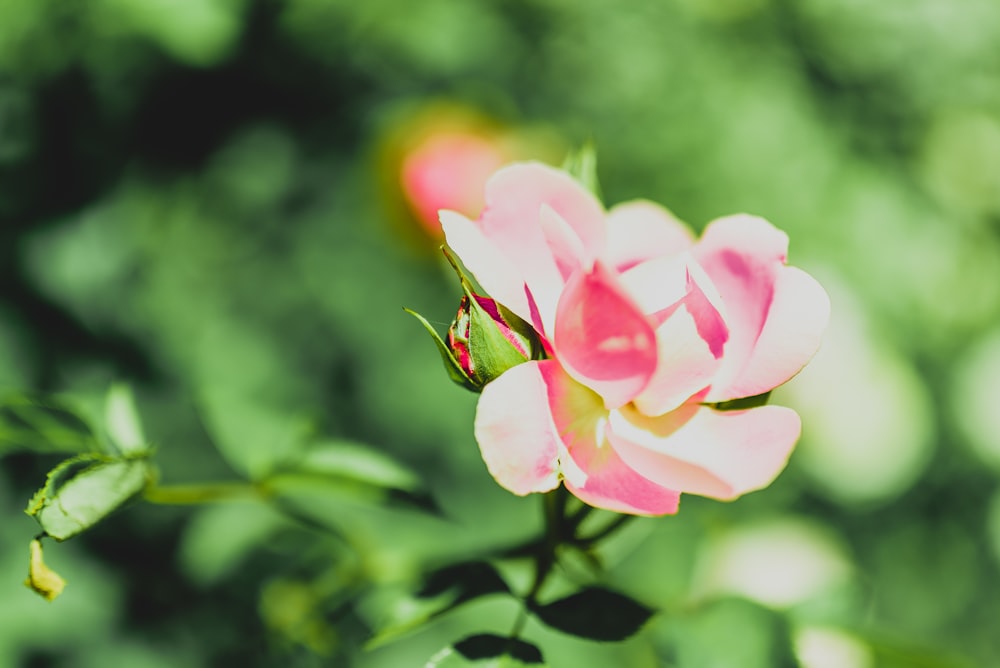 selective focus photography of pink Rose flower