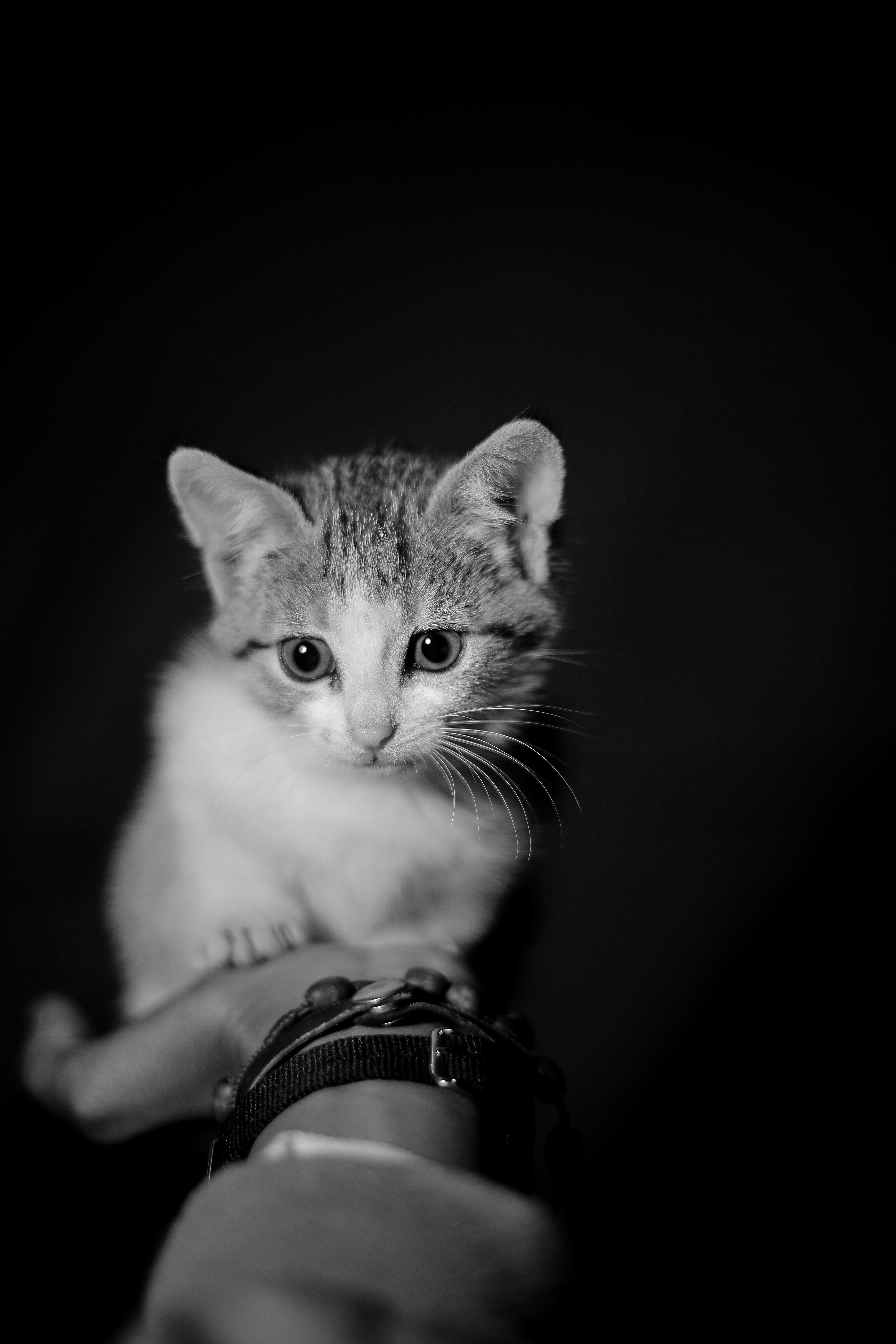 photo-1574853523647-8abc4f916bbe?ixid=M3wxMjA3fDB8MXxzZWFyY2h8Mnx8Y2hhdCUyMHJvdWxldHRlfGVufDB8fHx8MTc0NjgwNzE2N3ww\u0026ixlib=rb-4.1.0