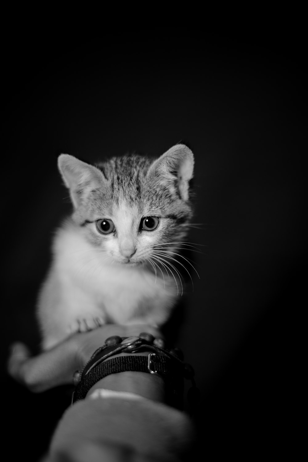 black and white photo of cat on palm photo – Free Grey Image on Unsplash
