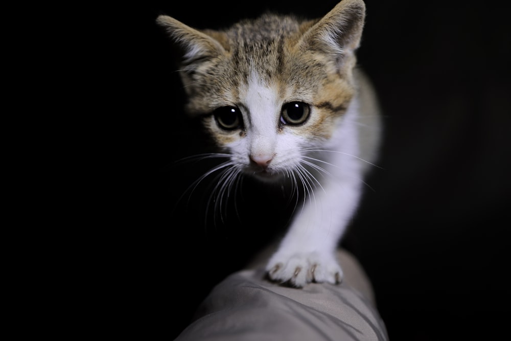 brown tabby kitten