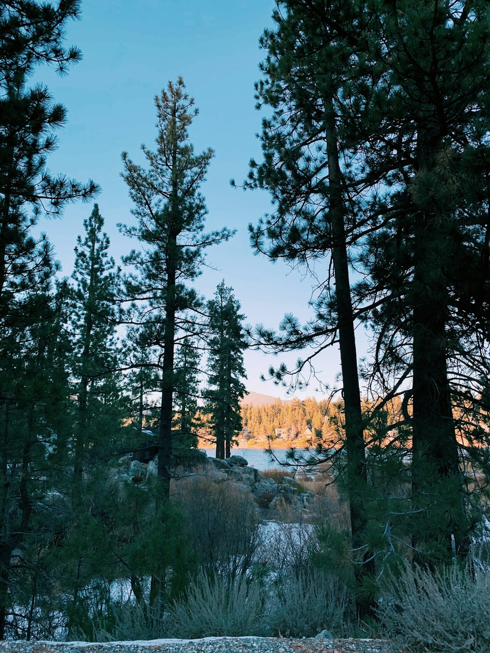 green trees near body of water