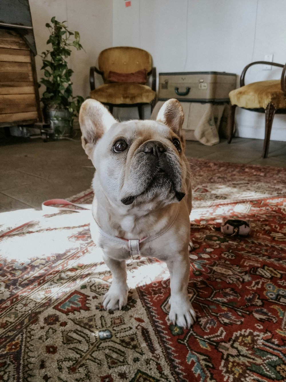 pawn pug on red and brown area rug