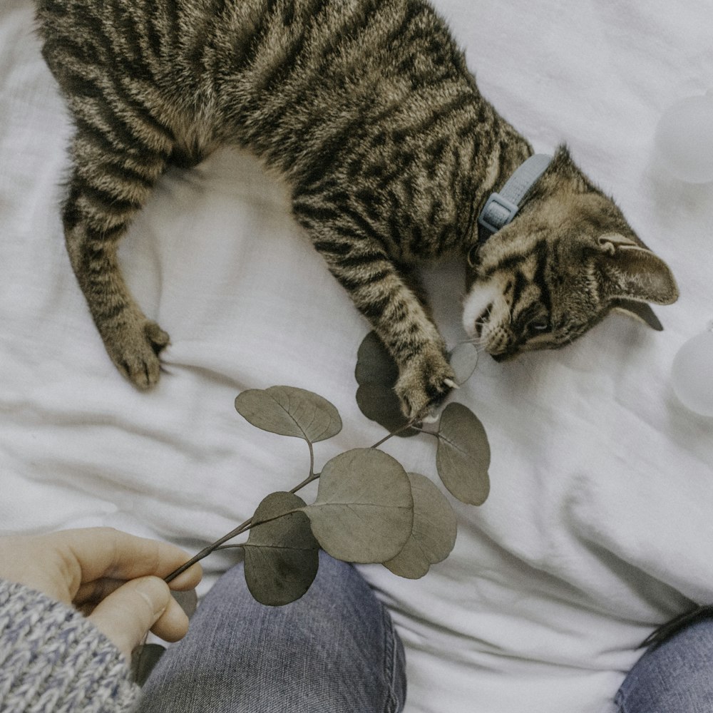 brown tabby cat on white surface