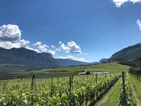 landscape photo of crop field in Bolzano Italy