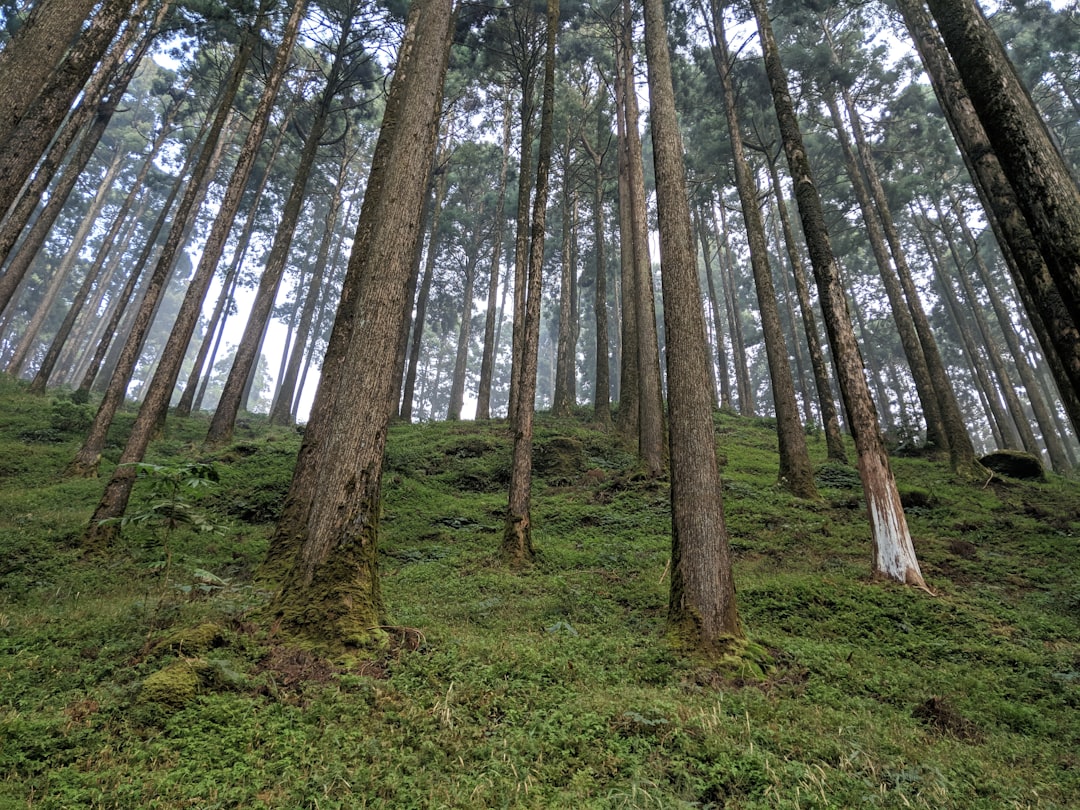 Forest photo spot Darjeeling Sittong