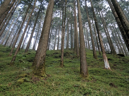 green grass under trees in Darjeeling India