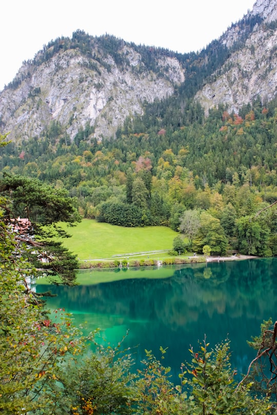 calm water of river surrounded by trees in Forggensee Germany