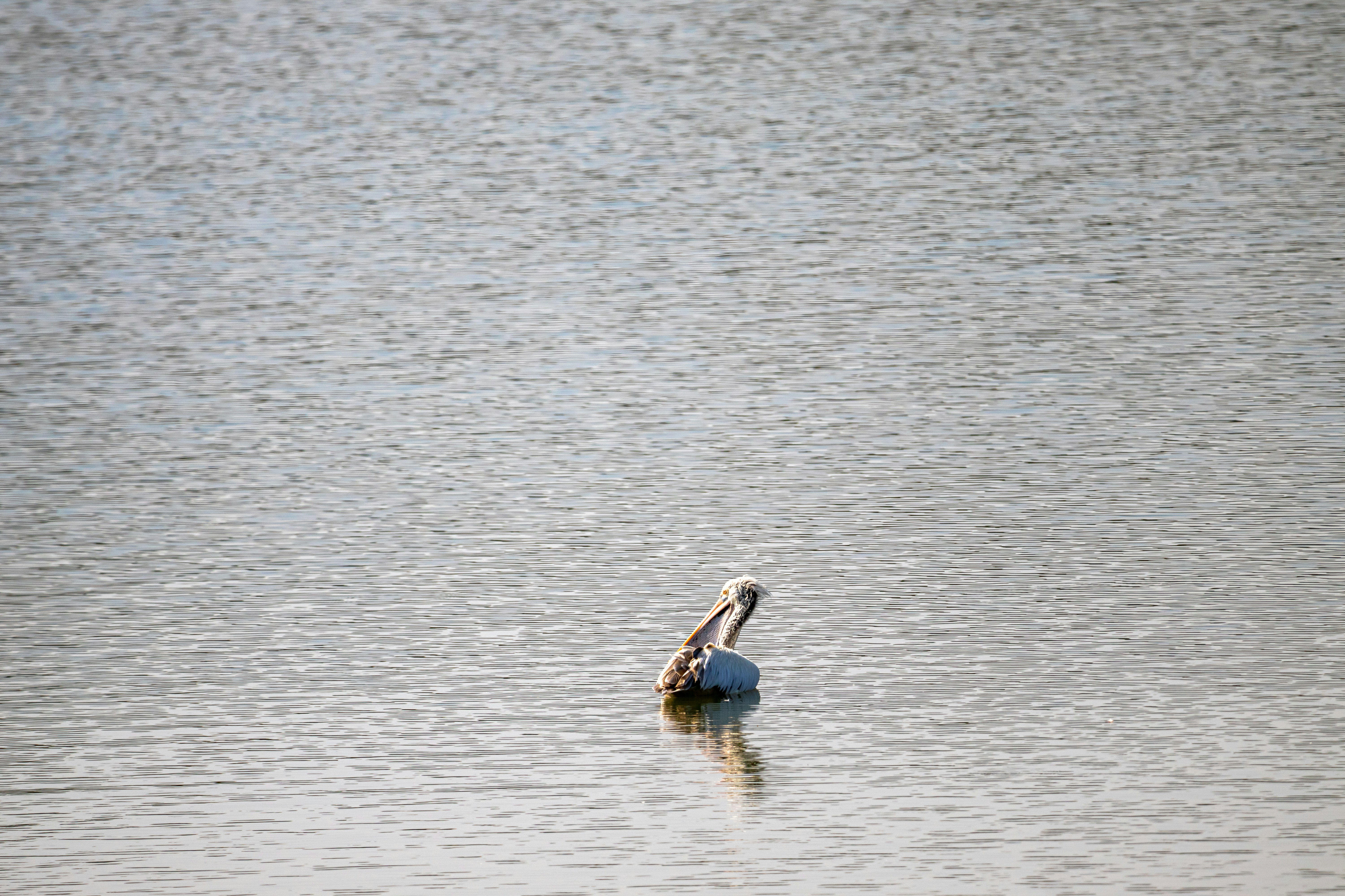 Photo by syedabsarahmad