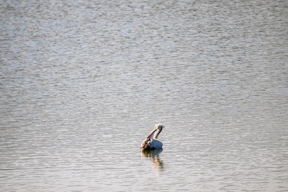 pelican on water