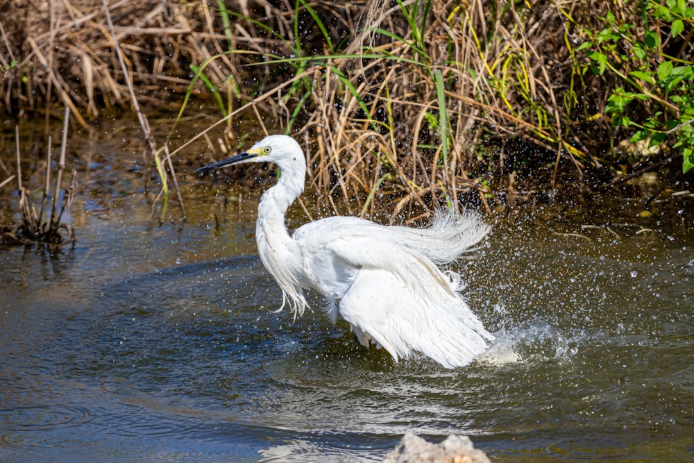 white duck standing on calm body of water