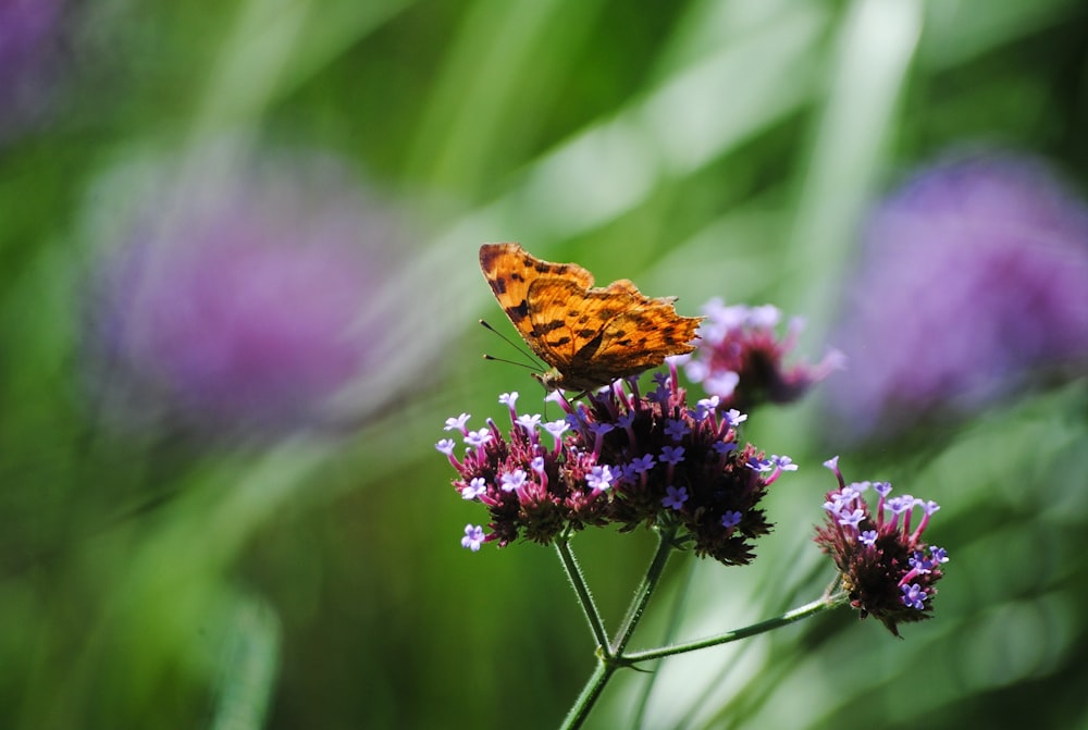 yellow butterfly on purple flowers