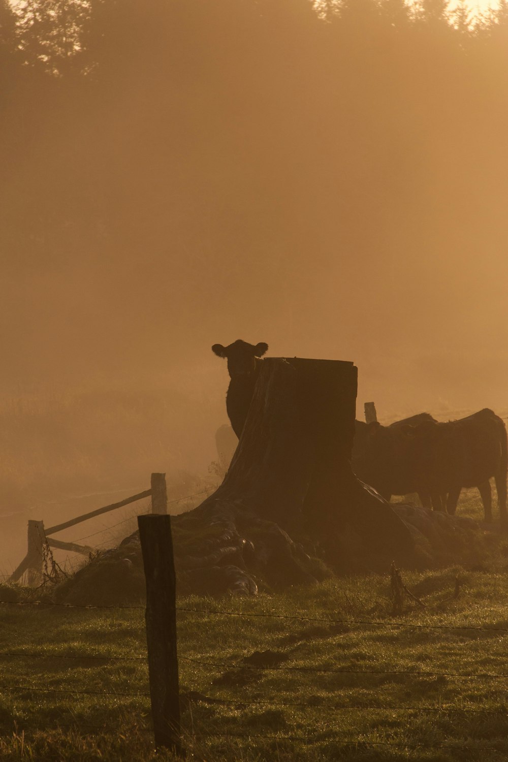 silhouette of cow standing on grass field