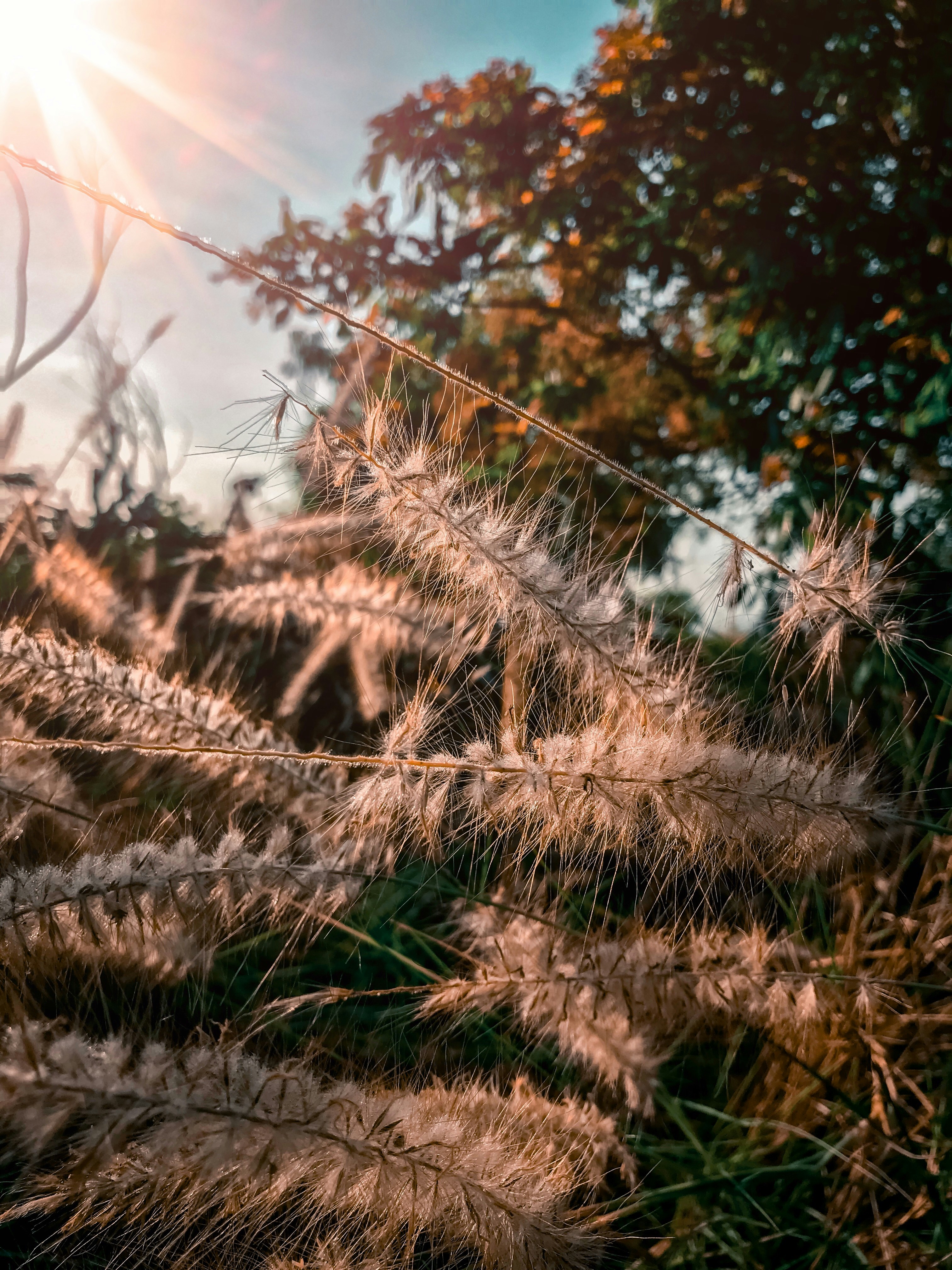 gray grass flowers