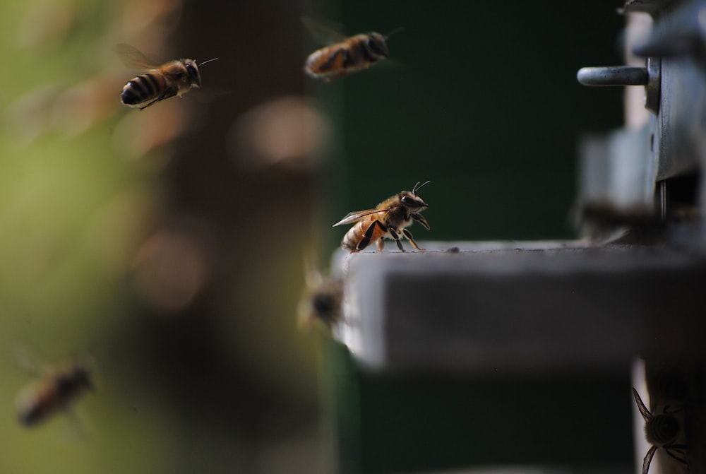 significado de las abejas en la casa
