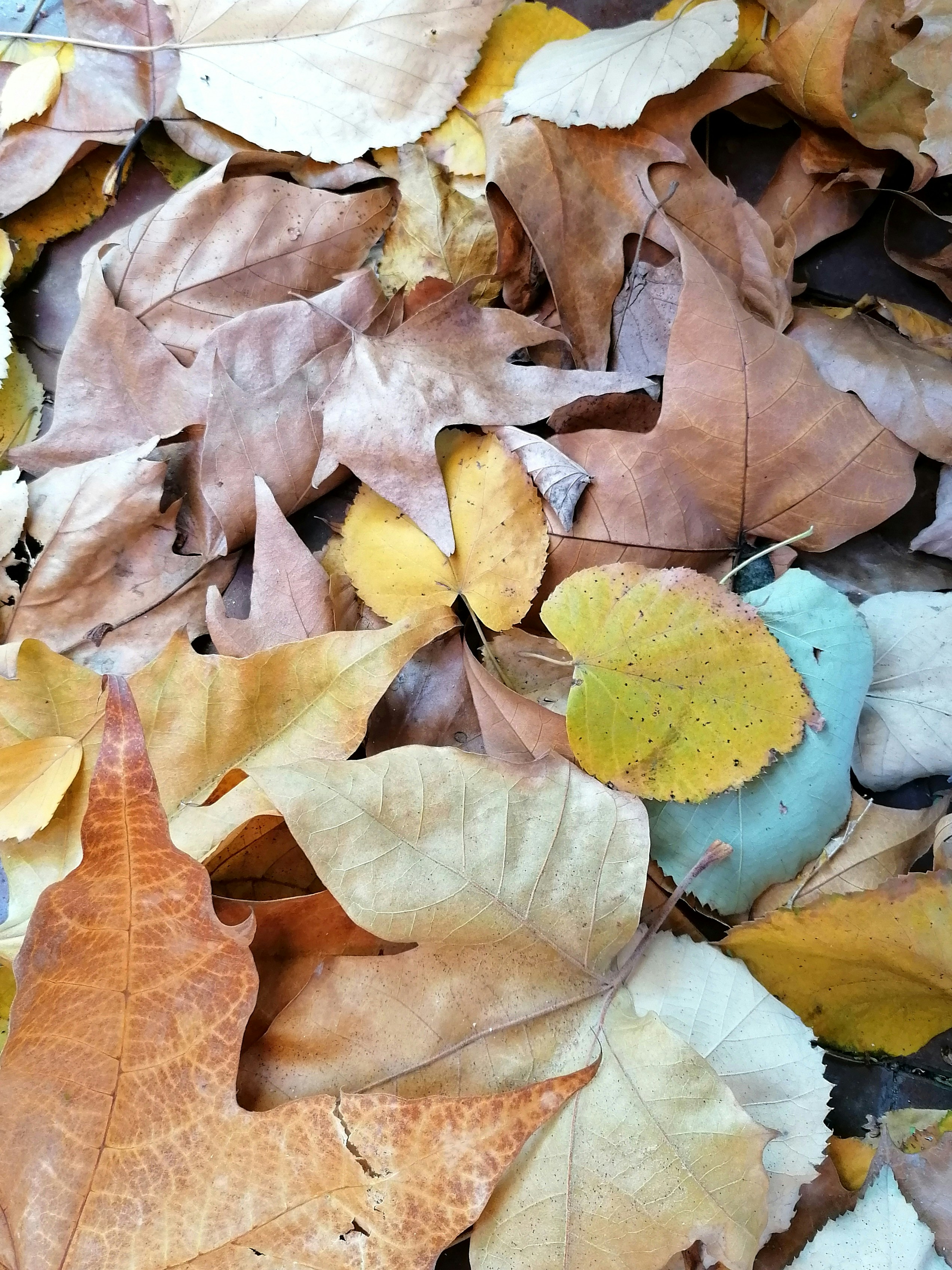 Photo by care_free_flea