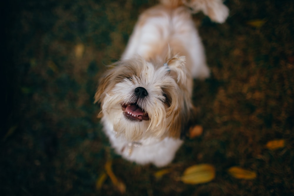 long-haired tan puppy