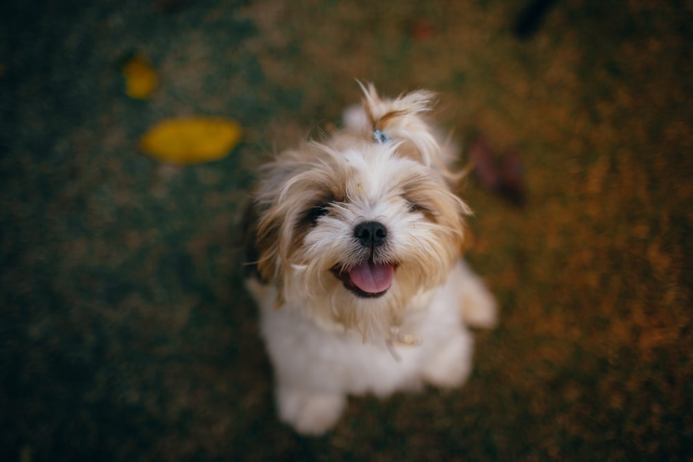 filhote de cachorro branco e bronzeado de pelo comprido