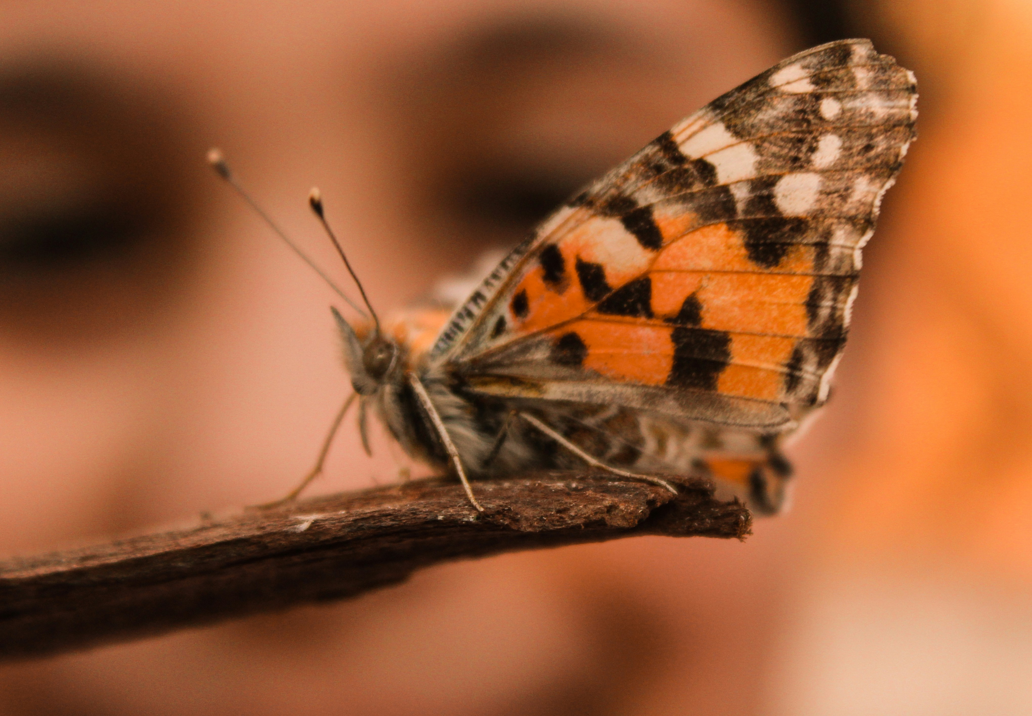 brown and black moth