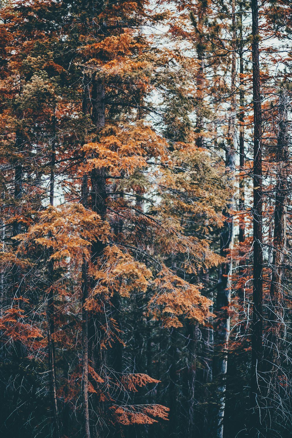 brown-leafed trees