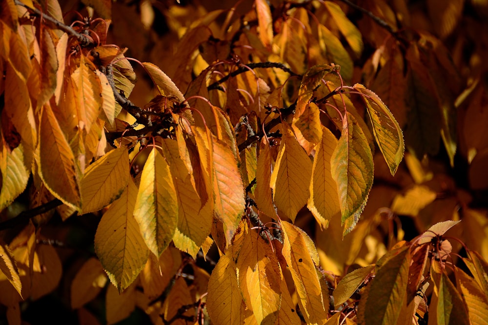 yellow leafed plant